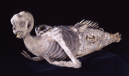 feejee-mermaid